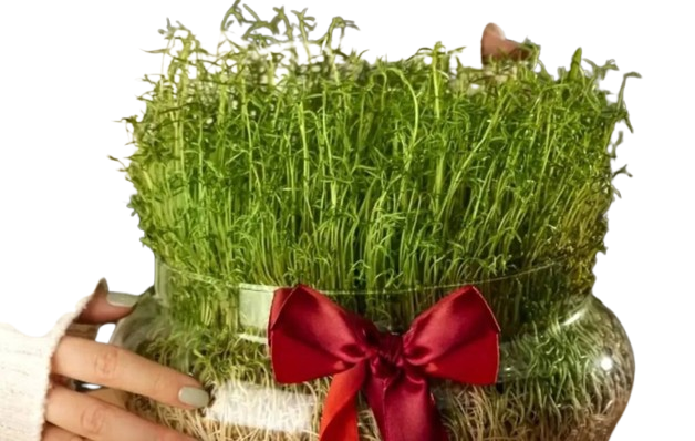 کاشت انواع سبزه عید